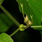 Amphilophium paniculatum Fruit