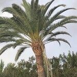 Phoenix canariensis Blad