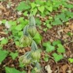 Epipactis microphylla Çiçek