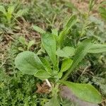 Gamochaeta purpurea Leaf