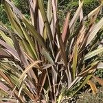 Phormium tenax Deilen