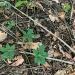 Panax quinquefolius Blad