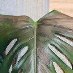 Monstera deliciosaFoglia