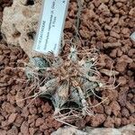 Astrophytum capricorne Leht