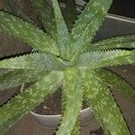 Aloe maculataFulla