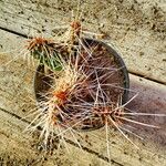 Opuntia polyacantha 葉