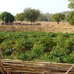 Capsicum annuum 果実