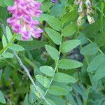 Vicia nigricans Other