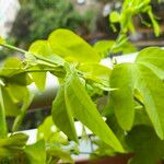 Passiflora subpeltata Hoja