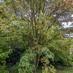 Acer davidii Plante entière