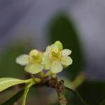 Garcinia robsoniana Flower