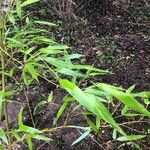 Phyllostachys aurea Blad