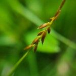 Carex pulicaris 花