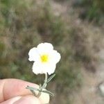 Helianthemum apenninum Кветка