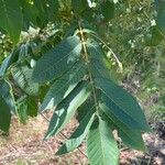 Pterocarya rhoifolia Foglia