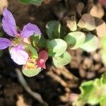 Lythrum rotundifolium फूल