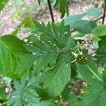 Rubus nemoralis ഇല