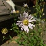 Aster incisusFlower