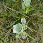 Gentiana algida Flor