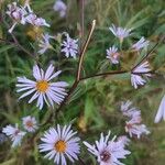 Symphyotrichum puniceum 花