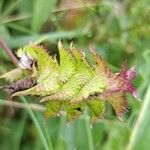 Melampyrum cristatum Φρούτο