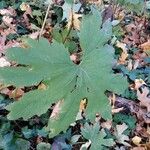 Petasites frigidus Leaf