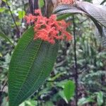 Leandra grandifolia Цвят