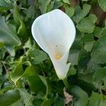 Zantedeschia aethiopica花