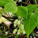 Staphylea trifolia Leaf