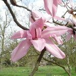 Magnolia campbellii Blüte