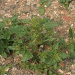 Chenopodium rubrum Hábito