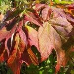 Hydrangea quercifoliaHábito