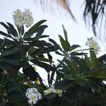 Plumeria obtusaBlüte