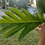 Artocarpus altilis पत्ता