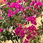 Bougainvillea glabra Kukka