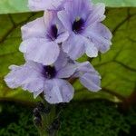 Eichhornia azurea 花