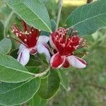 Feijoa sellowianaBloem