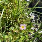 Gratiola linifolia 花