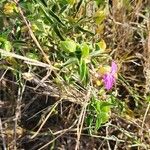 Dicliptera napierae Lehti