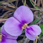 Vigna frutescens Blüte