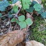 Cardamine trifolia Blad