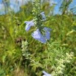 Salvia azurea 花