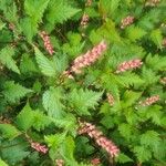 Neillia affinis Feuille