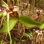 Strophanthus sarmentosus Flower