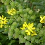 Alyssoides utriculata Flower