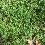 Artemisia albicaulis Hoja