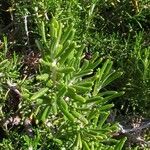 Salvia jordanii برگ