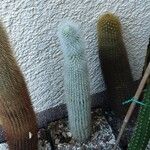 Cleistocactus strausii 形態