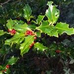 Ilex aquifoliumBlad