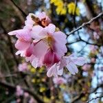 Prunus sargentii Flor